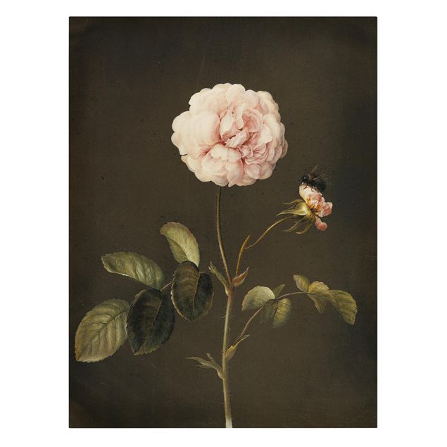 Quadri di fiori Barbara Regina Dietzsch - Rosa francese con bumblbee