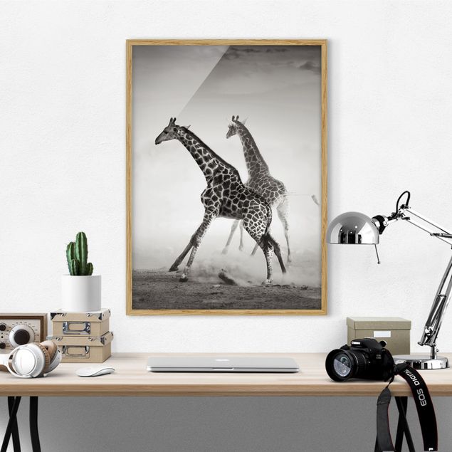 Quadri con cornice in bianco e nero Giraffe a caccia