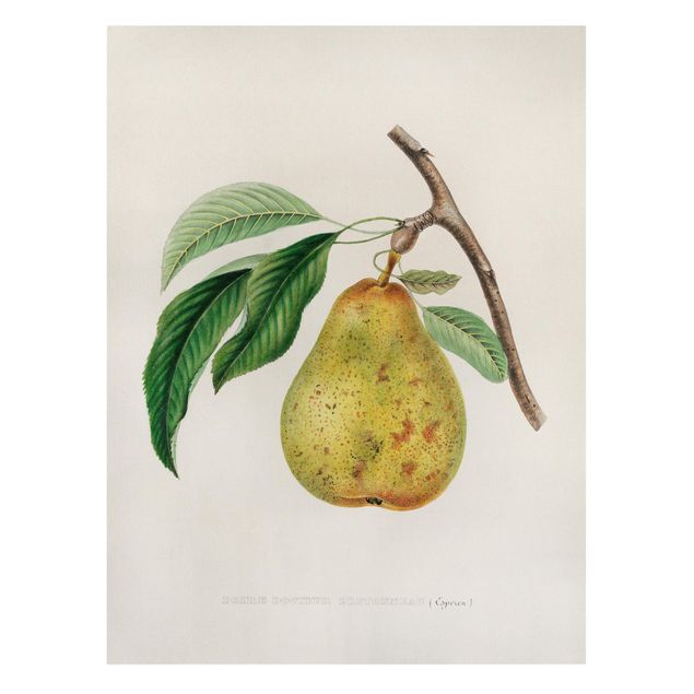 Quadri stampe Illustrazione botanica vintage Pera gialla