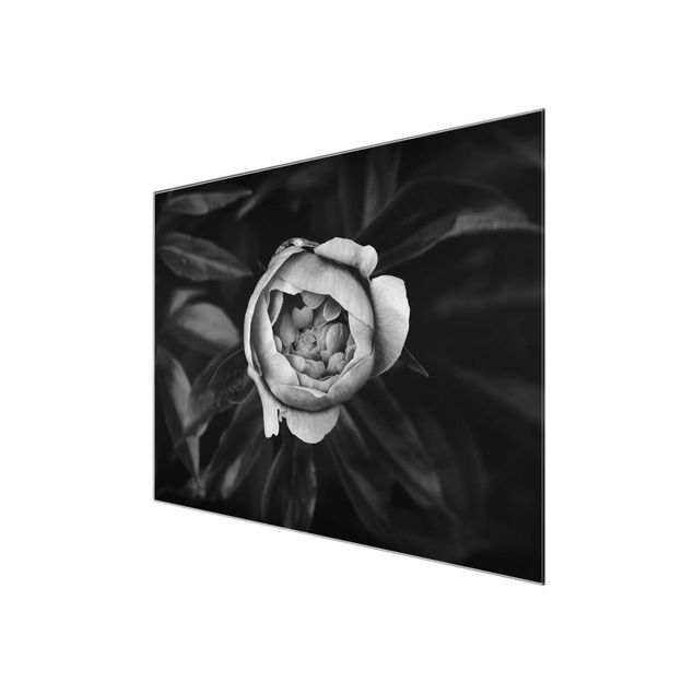 Stampe Fiore di peonia bianco Foglie anteriori nere