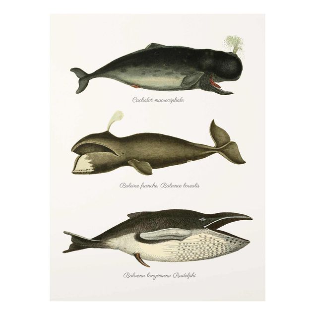 Quadro grigio Tre balene vintage