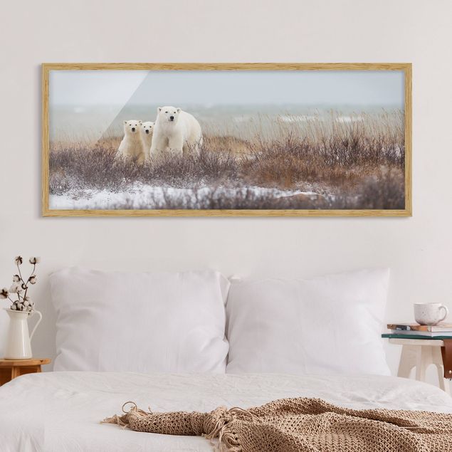 Quadri con cornice con animali Orso polare e i suoi cuccioli