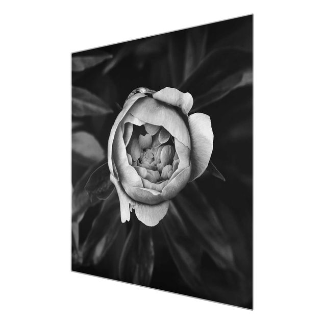 Stampe Fiore di peonia bianco Foglie anteriori nere