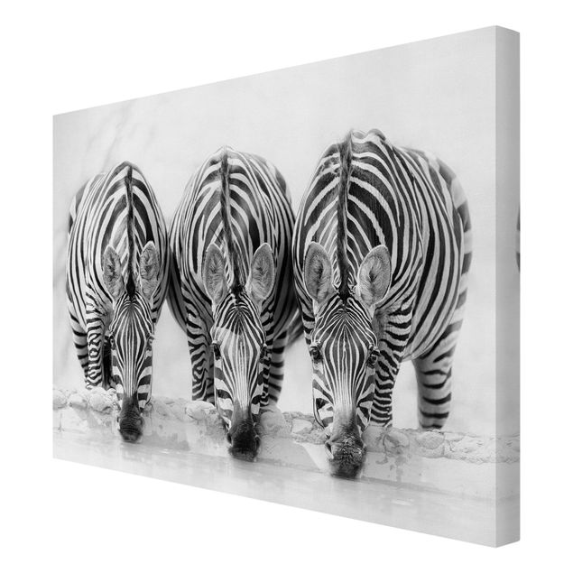 Quadri Trio di zebre in bianco e nero