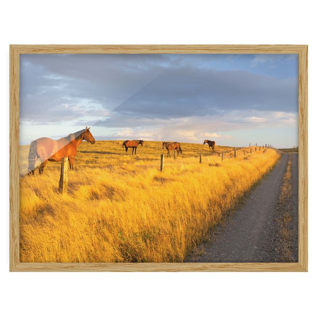 Quadri con cornice con animali Strada di campo e cavallo nel sole della sera