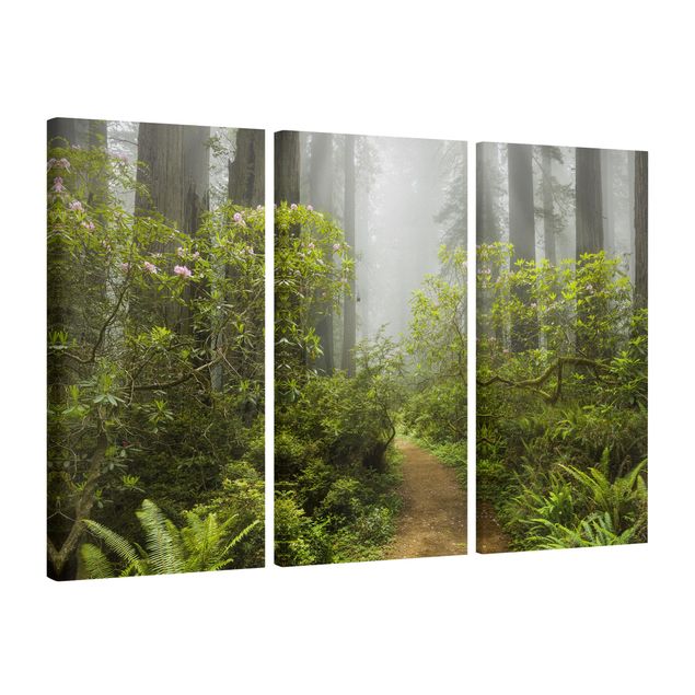 Quadri su tela componibili Sentiero della foresta nebbiosa