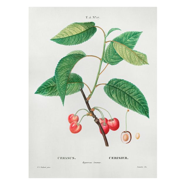 Quadri Illustrazione botanica vintage Ciliegie rosse
