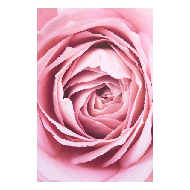 Amore quadri Fiore di rosa rosa