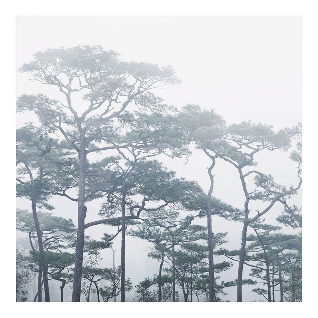 Carte da parati grigie Cime degli alberi nella nebbia