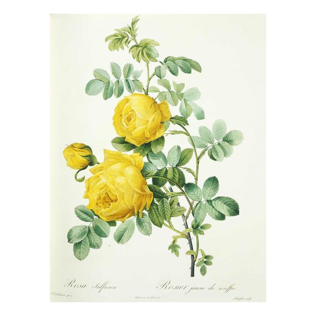 Quadri in vetro con fiori Pierre Joseph Redoute - Rosa Sulfurea