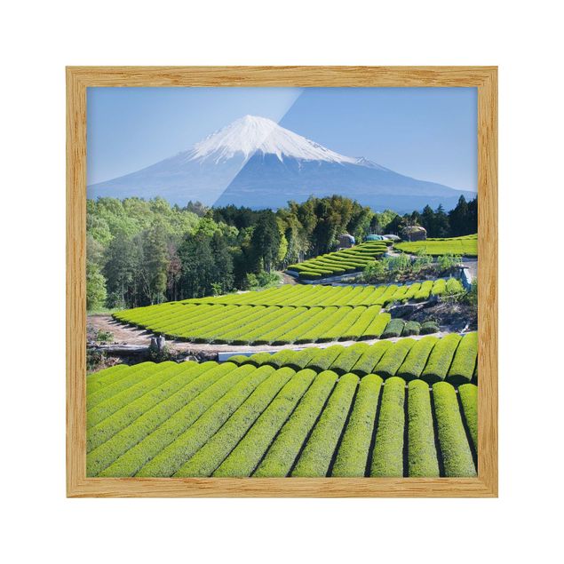 Quadri con cornice con paesaggio Campi di tè davanti al Fuji