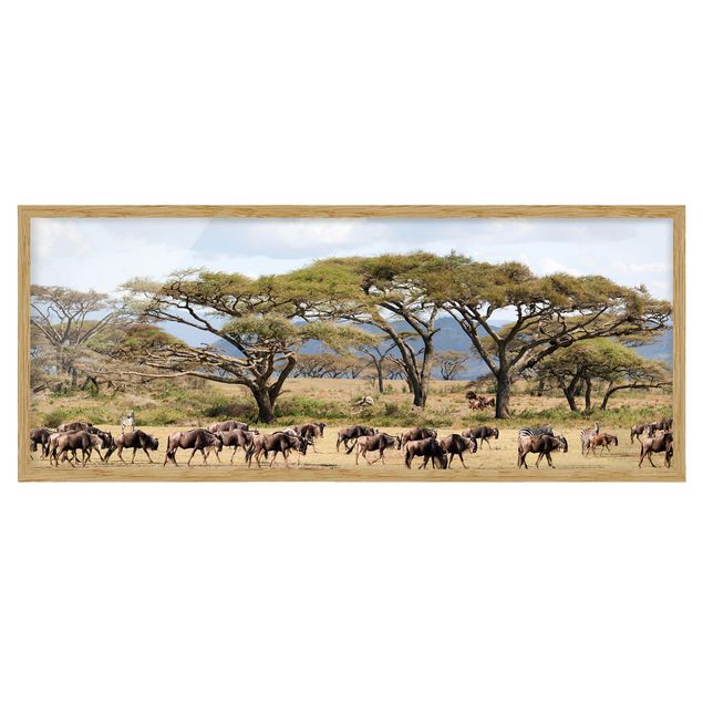 Quadri con cornice con paesaggio Mandria di gnu nella savana