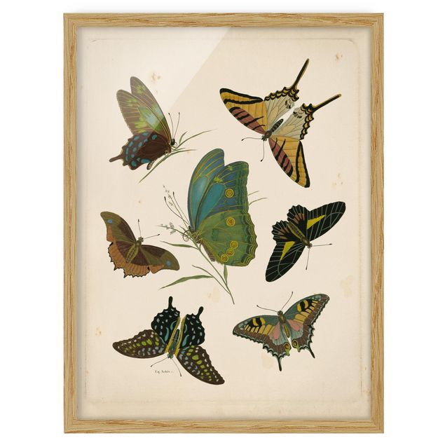 Quadri vintage Illustrazione vintage Farfalle esotiche