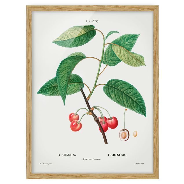 Quadri verdi Illustrazione botanica vintage Ciliegie rosse