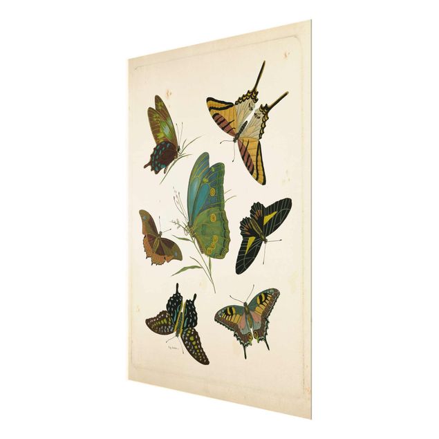 Quadri Illustrazione vintage Farfalle esotiche