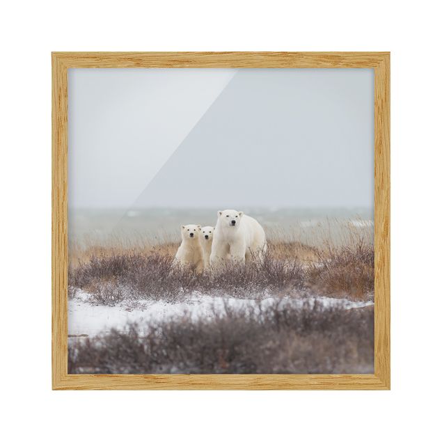 Quadri con animali Orso polare e i suoi cuccioli