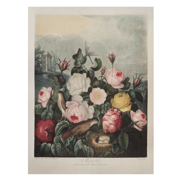 Quadri rosa Illustrazione botanica vintage di rose