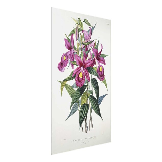 Quadri con orchidee Maxim Gauci - Orchidea I