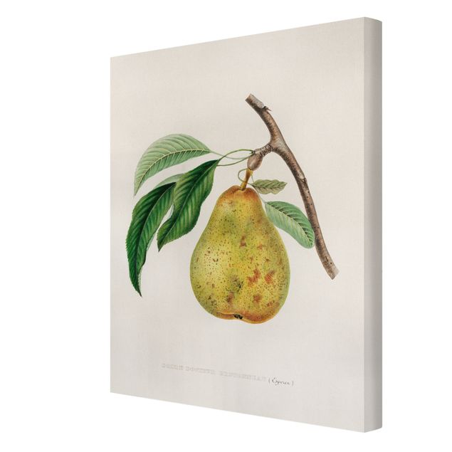 Quadri su tela Illustrazione botanica vintage Pera gialla