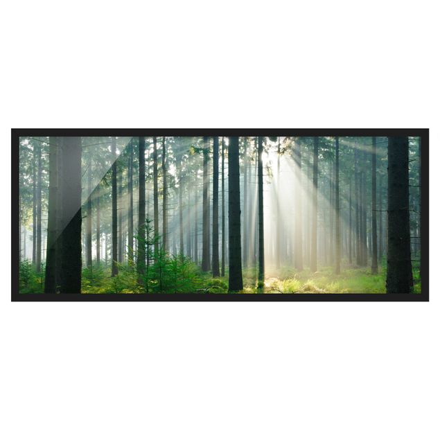 Quadro moderno Foresta illuminata