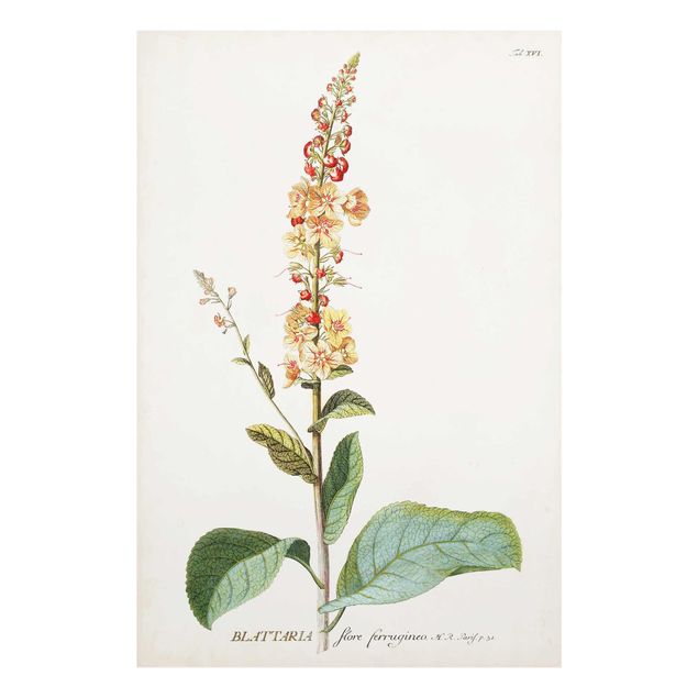 Quadri stampe Illustrazione botanica vintage Mullein