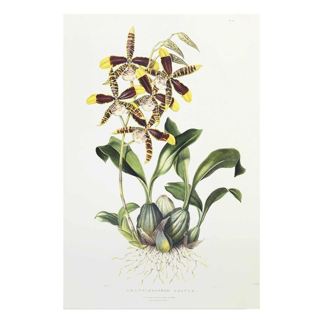 Quadri in vetro con fiori Maxim Gauci - Orchidea II