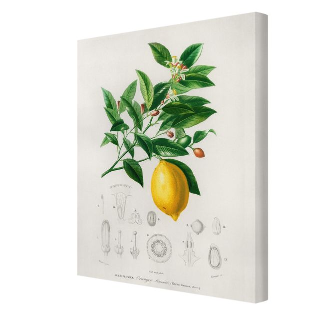 Stampe su tela Illustrazione botanica vintage di limone