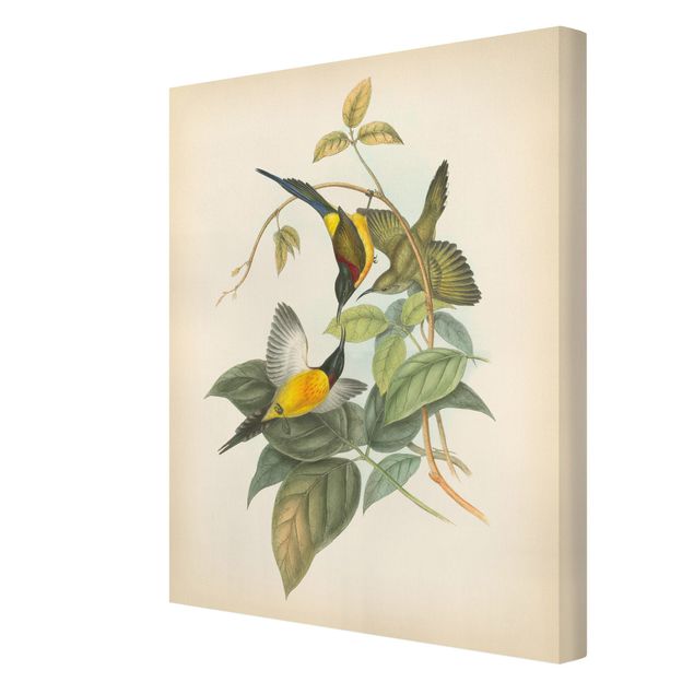 Stampe Illustrazione vintage Uccelli tropicali IV