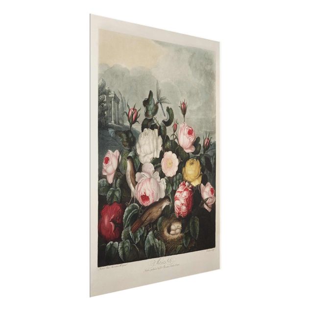 Quadri fiori Illustrazione botanica vintage di rose