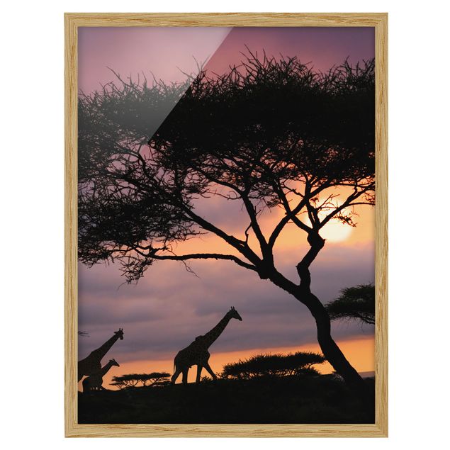 Quadro giraffa Safari africano