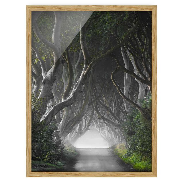 Quadri tridimensionali Foresta in Irlanda del Nord