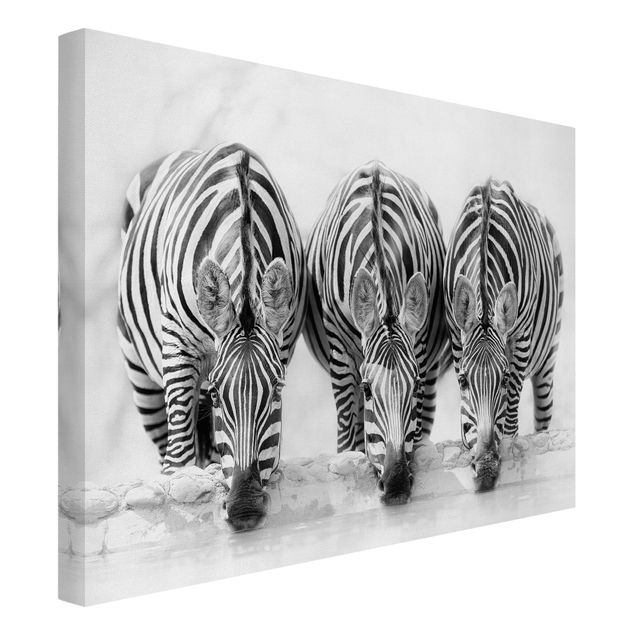 Quadri in bianco e nero Trio di zebre in bianco e nero