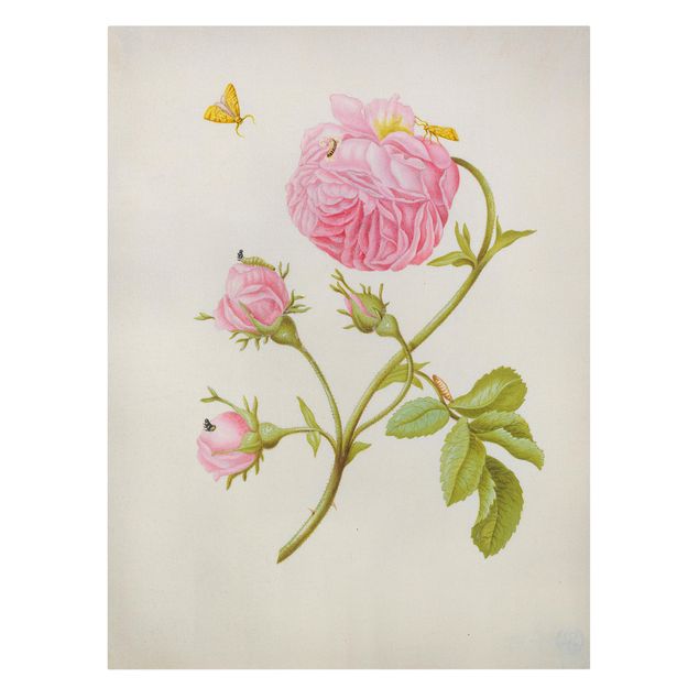 Quadri di fiori Anna Maria Sibylla Merian - Rosa selvatica con Gracillariidae