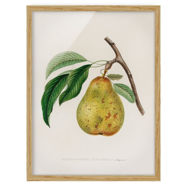 Quadro giallo Illustrazione botanica vintage Pera gialla