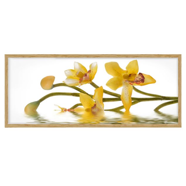 Quadri di fiori Acque di orchidee color zafferano