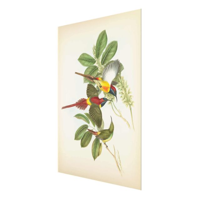 Glas Magnetboard Illustrazione vintage Uccelli tropicali III