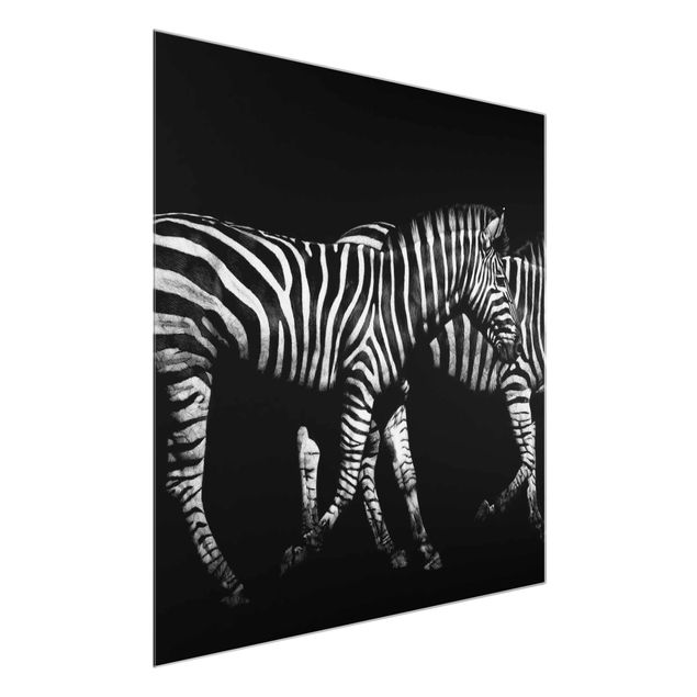 Quadri in vetro con animali Zebra nel buio