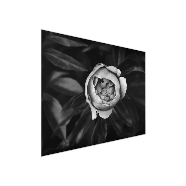 Quadri in vetro in bianco e nero Fiore di peonia bianco Foglie anteriori nere