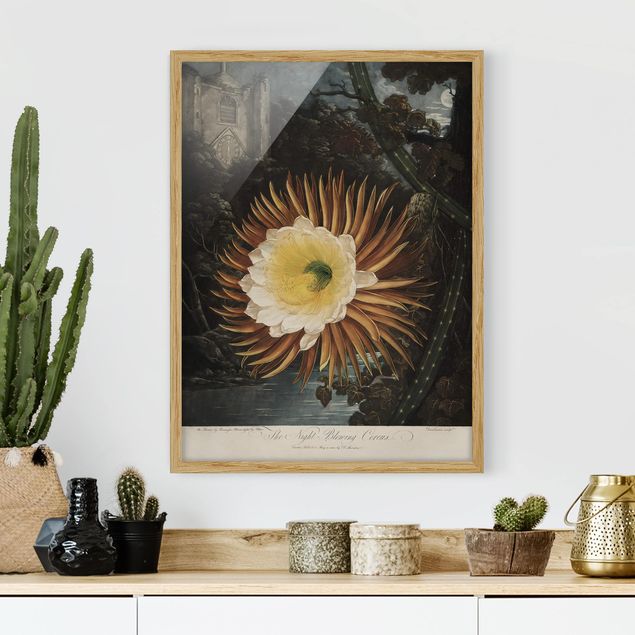 Quadri con cornice con fiori Illustrazione botanica vintage Cactus a fiore