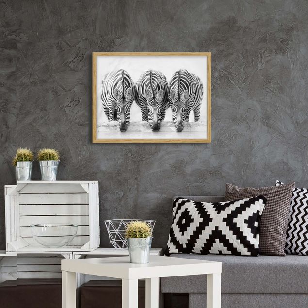 Quadri con cornice con animali Trio di zebre in bianco e nero