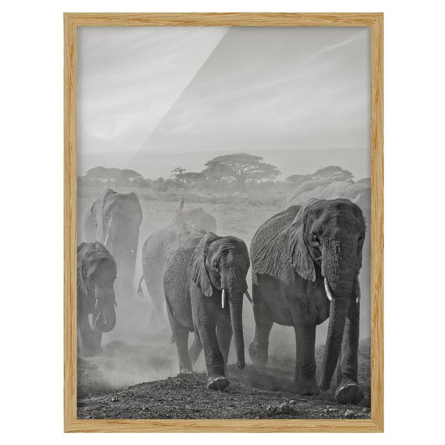 Quadri con cornice in bianco e nero Branco di elefanti
