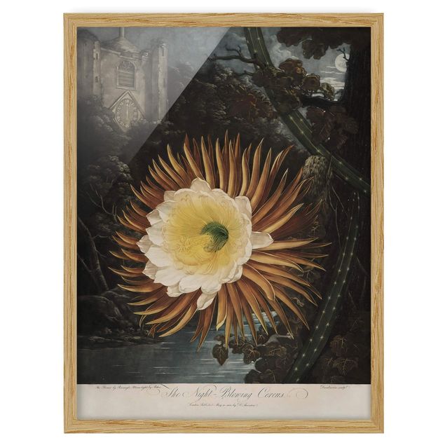 Stampe Illustrazione botanica vintage Cactus a fiore
