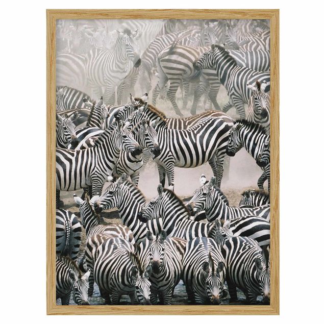 Quadri con cornice con animali Branco di zebre