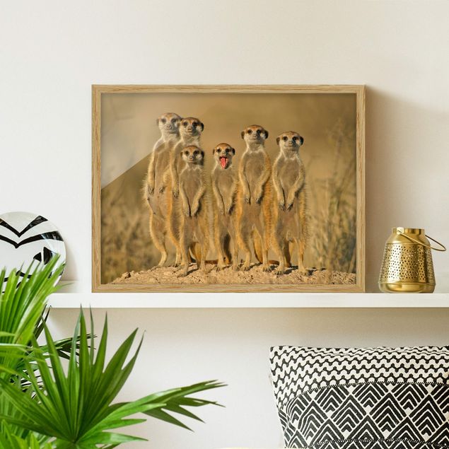 Quadro moderno Famiglia di suricati