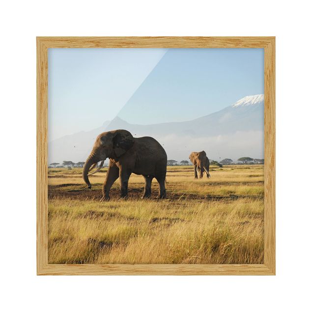 Quadri con cornice con paesaggio Elefanti di fronte al Kilimangiaro in Kenya