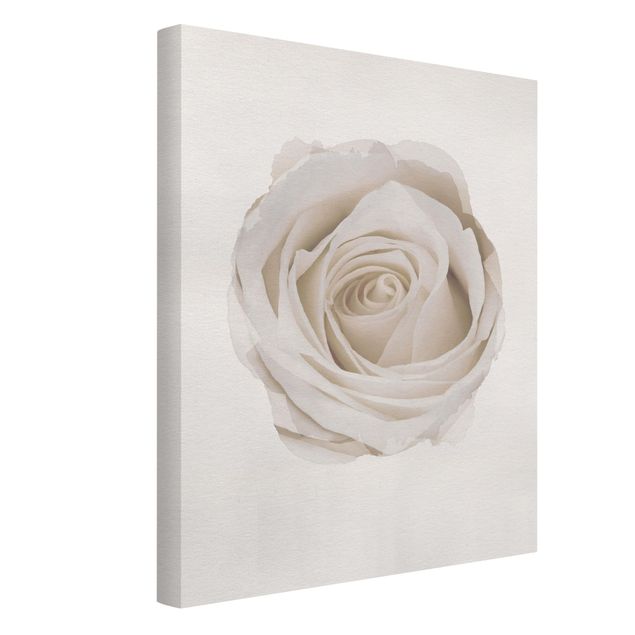 Quadri fiori Acquerelli - Bella rosa bianca