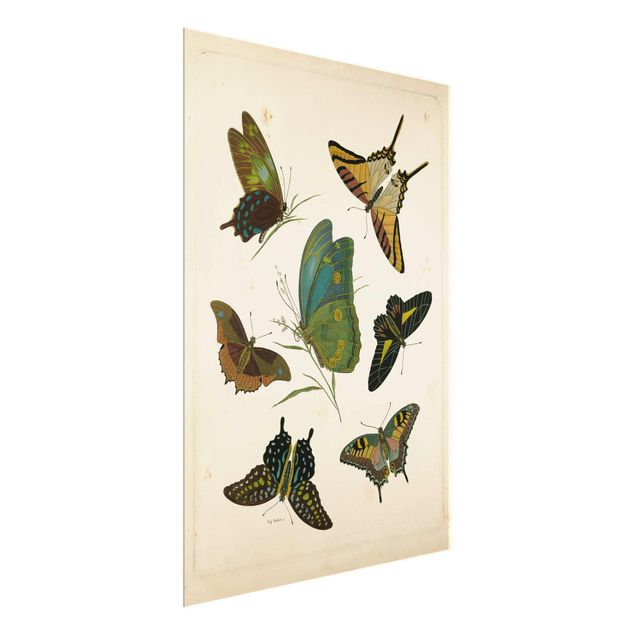 Quadri con animali Illustrazione vintage Farfalle esotiche
