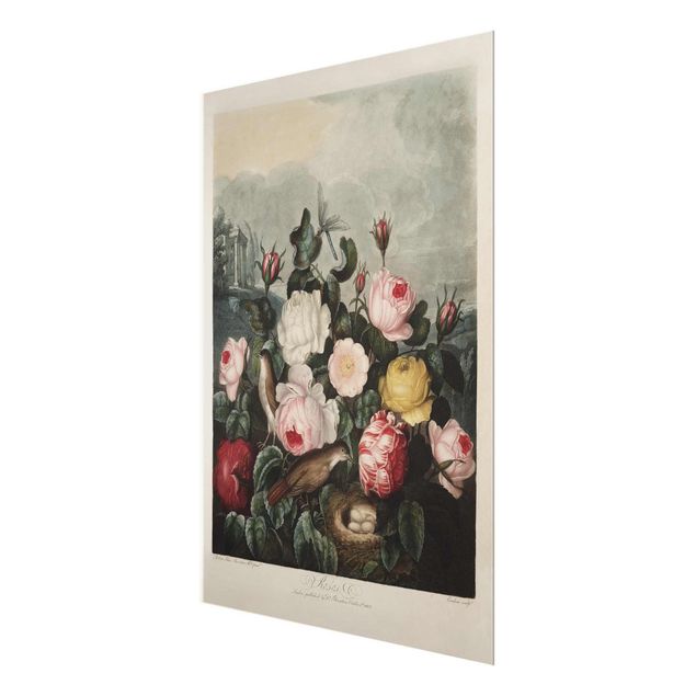Quadri Illustrazione botanica vintage di rose