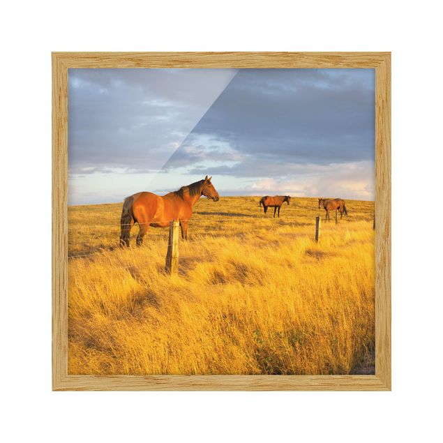 Quadro natura Strada di campo e cavallo nel sole della sera