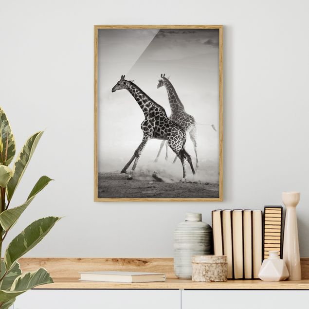 Quadro giraffe Giraffe a caccia